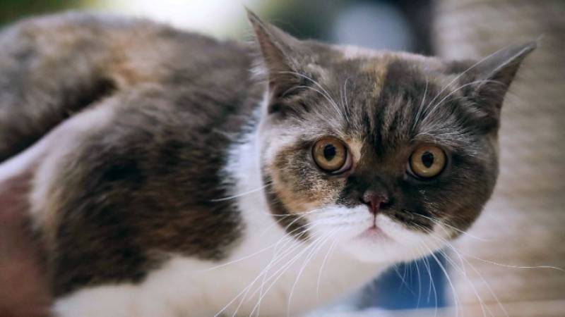 Φιλοξενούσε 116 σκυλιά και 37 γάτες σε ακατάλληλες συνθήκες υγιεινής