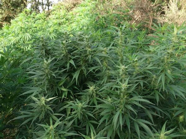 Χασισοφυτεία με 42 δενδρύλλια στους Χριστιάνους Τριφυλίας