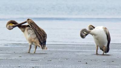 Πρέσπες: Ξεκίνησε η περισυλλογή των νεκρών αργυροπελεκάνων