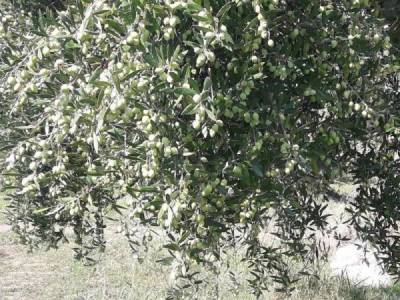 Μεσσηνία: Το πρόγραμμα της δακοκτονίας για την Πέμπτη 6 Αυγούστου