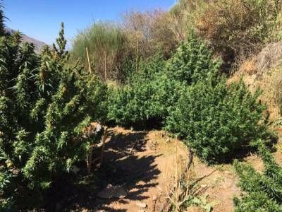 Μεσσηνία: Το ελικόπτερο ανακάλυψε 30 χασισόδεντρα στο Λαδά (φωτογραφίες)