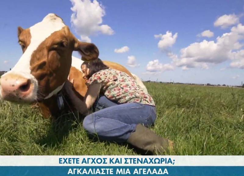 Έχετε άγχος και στεναχώρια; Αγκαλιάστε μια αγελάδα!