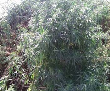 "Ορφανή" χασισοφυτεία εντοπίστηκε στη Σκάλα Λακωνίας