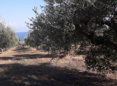 Αποζημιώσεις σε ελαιοπαραγωγούς λόγω παρατεταμένης ανομβρίας ζητάει το Δημοτικό Συμβούλιο Πύλου – Νέστορος