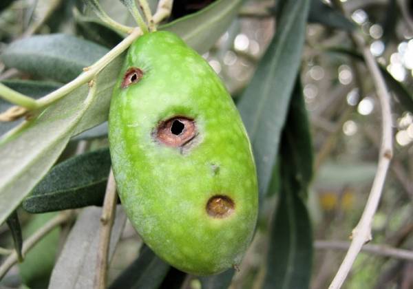 Αποζημιώσεις για το δάκο ζητεί ο Λαμπρόπουλος