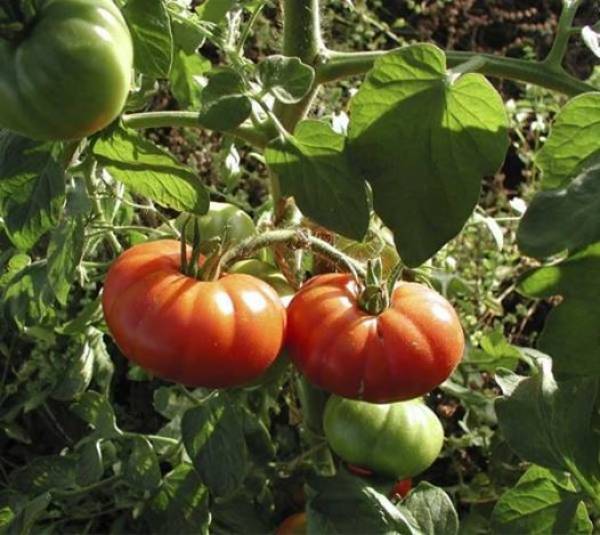Γιορτή Χοντροκατσαρής ντομάτας στη Μεταμόρφωση