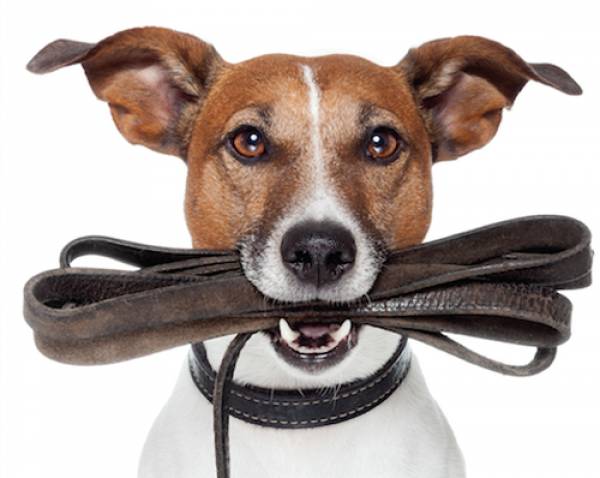 Φύλαξη κατοικίδιων ζώων από ιδιώτες μέσω διαδικτυακής πλατφόρμας και στην Καλαμάτα