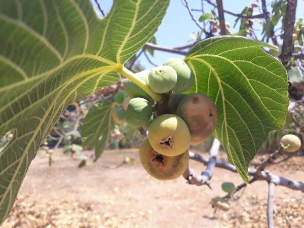 Μεσσηνία: Κλιμάκιο του ΕΛΓΑ για έλεγχο ζημιών σε συκοπερίβολα