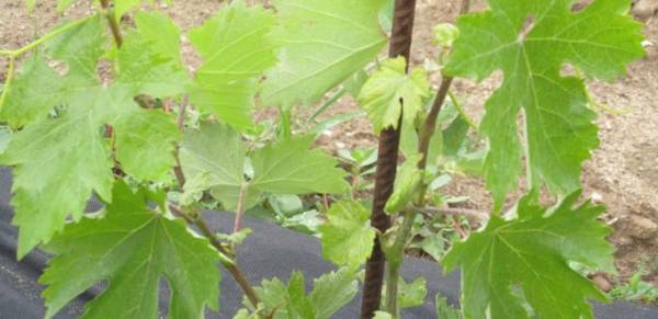 Αιτήσεις για φυτεύσεις αμπέλου στην Τριφυλία