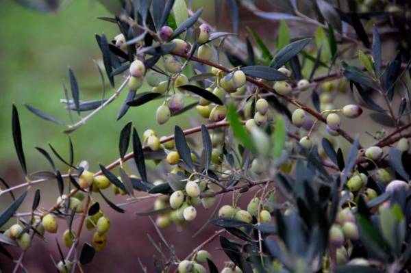 Μεσσηνία: Πάνω από 4 ευρώ το καλό λάδι 