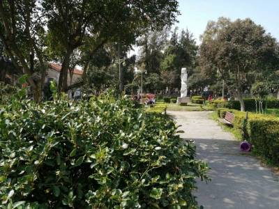 Καλαμάτα: Συζητούν για την κοπή 23 δένδρων στο Πάρκο Λιμενικού