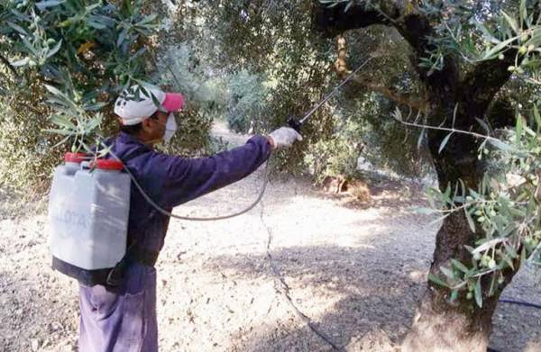 Μεσσηνία: Το πρόγραμμα δακοκτονίας για την Παρασεκυή 23/9