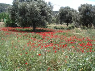 Δασικοί χάρτες για τα σκουπίδια