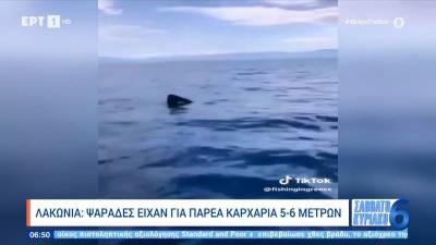 Λακωνία: Ψαράδες είχαν για παρέα καρχαρία 5-6 μέτρων (βίντεο)
