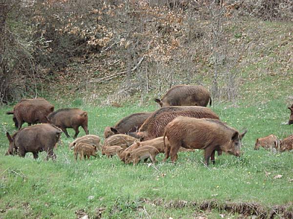 Προτάσεις για τη μείωση των αγριογούρουνων από την Κυνηγετική Ομοσπονδία Πελοποννήσου