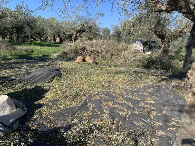 Τροποποίηση της διαδικασίας ζητεί η ΕΘΕΑΣ: Αντιδράσεις για το ελαιοκομικό μητρώο