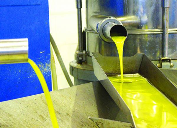 50.000 τόνοι η φετινή παραγωγή ελαιολάδου στη Μεσσηνία: Αισιοδοξία για τιμή και αξιοποίηση ΠΟΠ