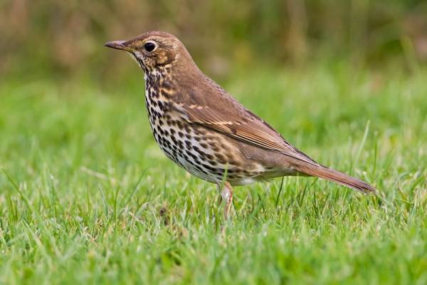Επιανε τσίχλες με αγκίστρια