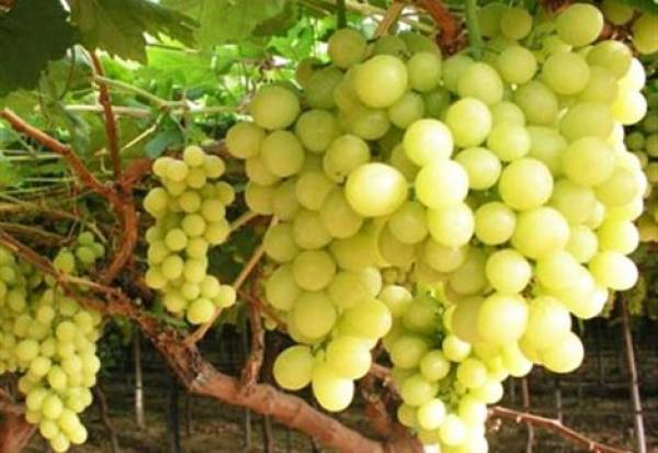 Οι εξαγωγές σταφυλιών