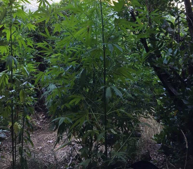 Μεσσηνία: Φυτεία με 47 δενδρύλλια χασίς στην Αλαγονία