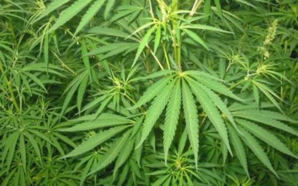 15 χρόνια σε Λάκωνα για χασισοφυτεία