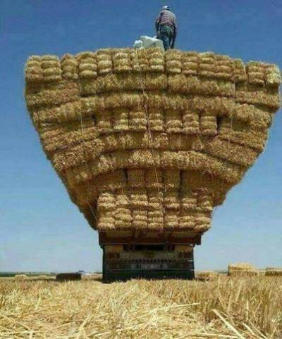 Θεραπεύεται ο καρκίνος με σανό;