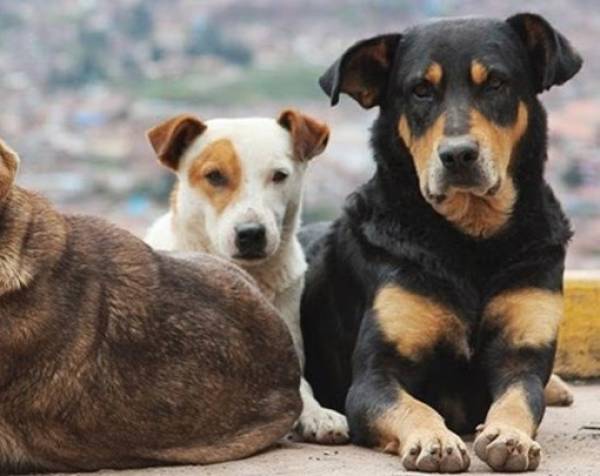 Χάλασε η συνεργασία για τα αδέσποτα στην Τριφυλία