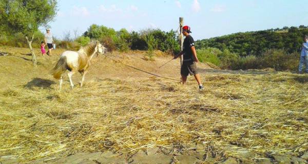Παραδοσιακό αλώνισμα στην Πλάτη Φιλιατρών