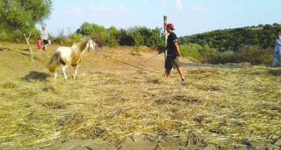 Παραδοσιακό αλώνισμα στην Πλάτη Φιλιατρών