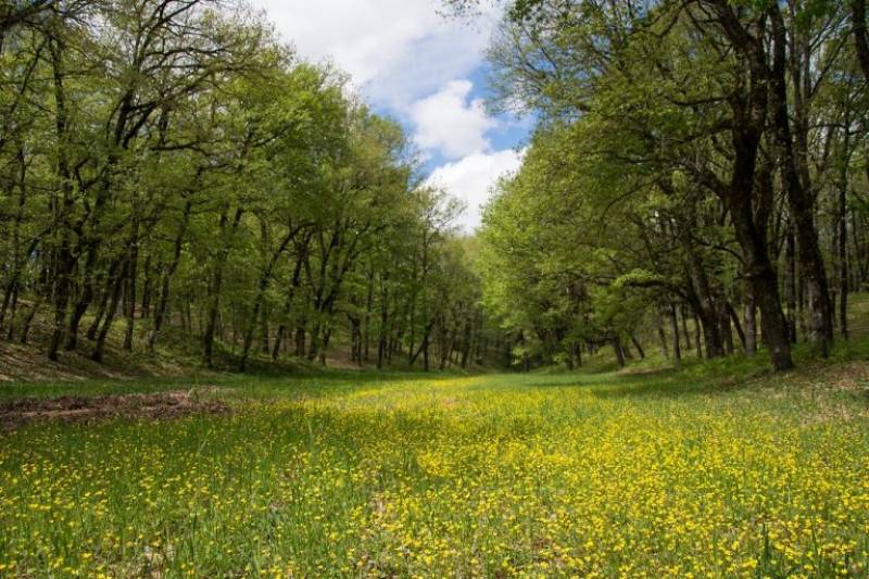 Ο Ορειβατικός στο δάσος της Φολόης