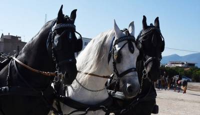 Επιστολή φιλοζωικών σωματείων για την απαγόρευση χρήσης ιπποειδών ως "ταξί"