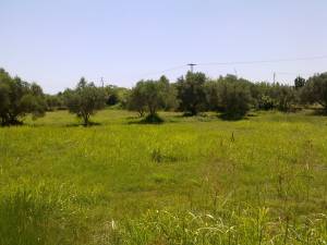 Δυνατότητα εξαγοράς αγροτικών ακινήτων του υπουργείου Αγροτικής Ανάπτυξης