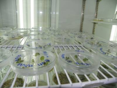 Πολλαπλασιασμός σπάνιων φυτών για την διάσωσή τους στο ΤΕΙ Πελοποννήσου (βίντεο-φωτογραφίες)