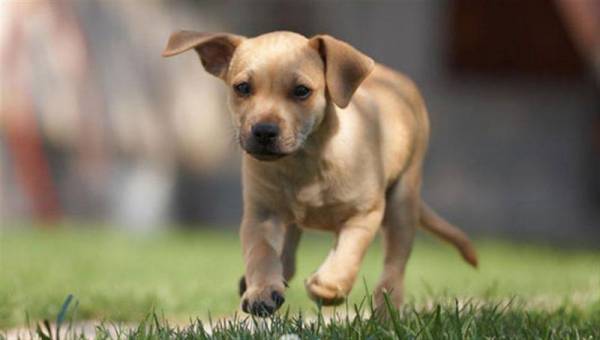 Ελεύθερα τα σκυλιά στο Πάρκο Σιδηροδρόμων Καλαμάτας - Δεν προσφεύγει ο Δήμος