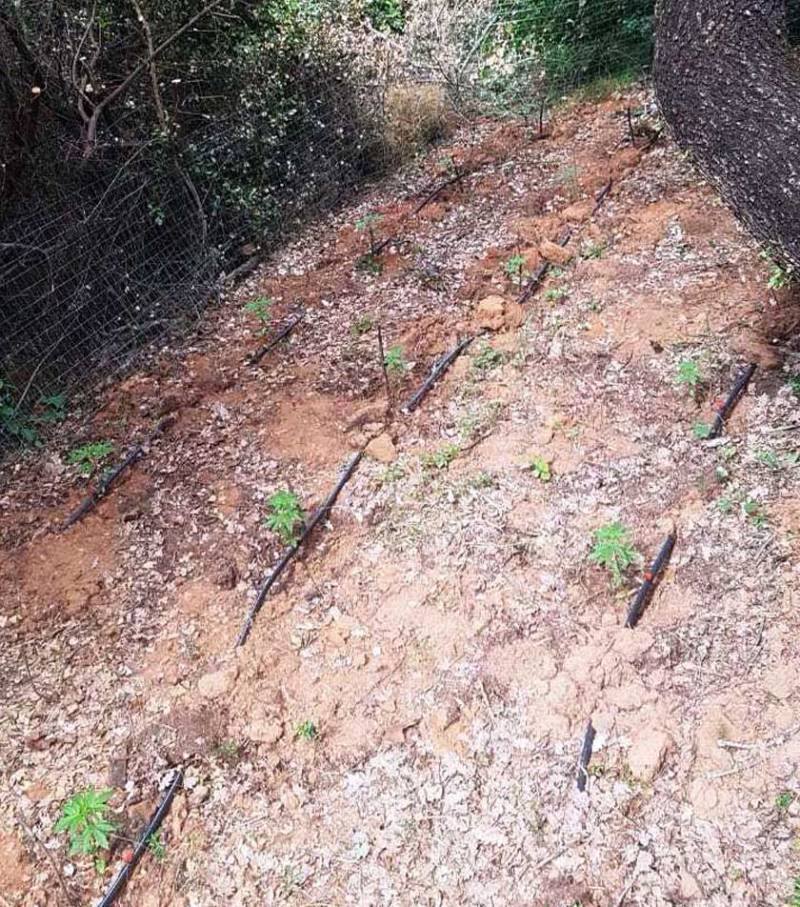 Μεσσηνία: Συνταξιούχος καλλιεργούσε 102 δενδρύλλια χασίς στ’ Αρφαρά