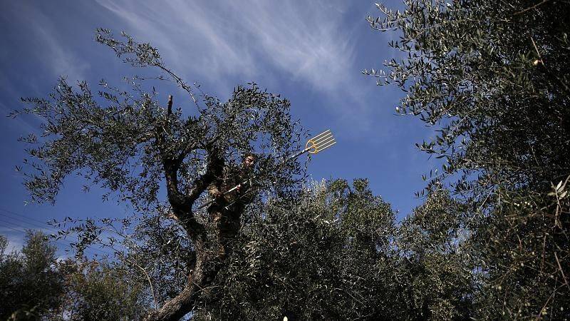 Euronews: Πτώση στην παραγωγή ελαιολάδου λόγω πανδημίας (βίντεο)