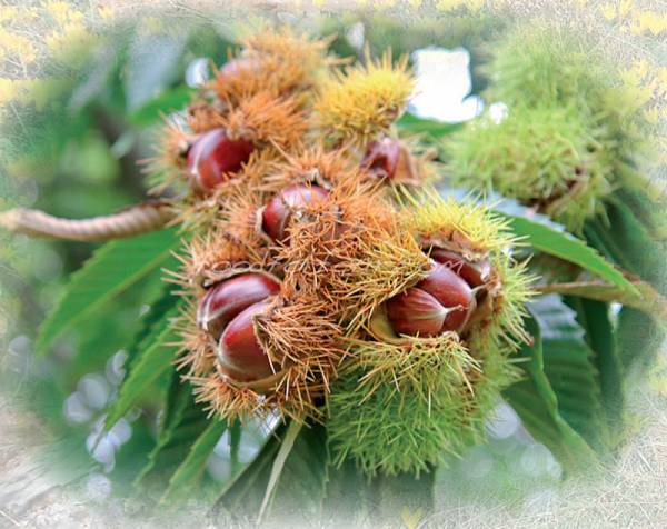 "Γιορτή Κάστανου" στην Αμπελιώνα