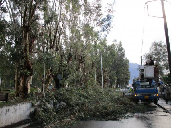 Κλαδεύτηκαν οι ευκάλυπτοι στη Λακωνικής
