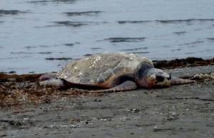 Νεκρή χελώνα καρέτα καρέτα στον Αγρίλη