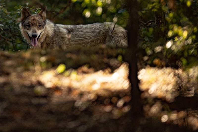 Επίθεση λύκου σε περιπατητή στην Πάρνηθα (βίντεο)