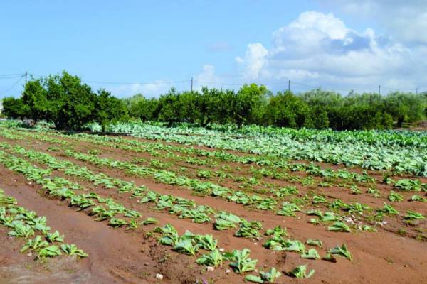 Κλιμάκιο του ΠΑΣΟΚ στην Ενωση Μεσσηνίας για τις ζημιές στην αγροτική παραγωγή