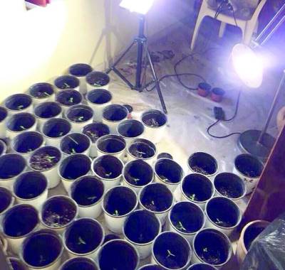 67 φιντάνια χασίς στους Δολούς (βίντεο)