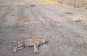 Δηλητηρίασαν σκυλιά στο Ζευγολατιό