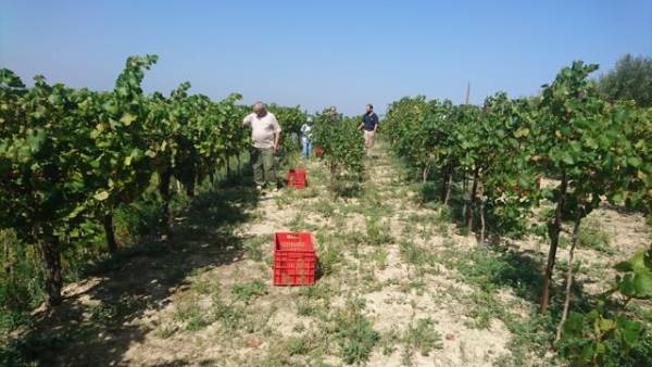 Εποχή τρύγου με γεύσεις... γκουρμέ! (βίντεο-φωτογραφίες)