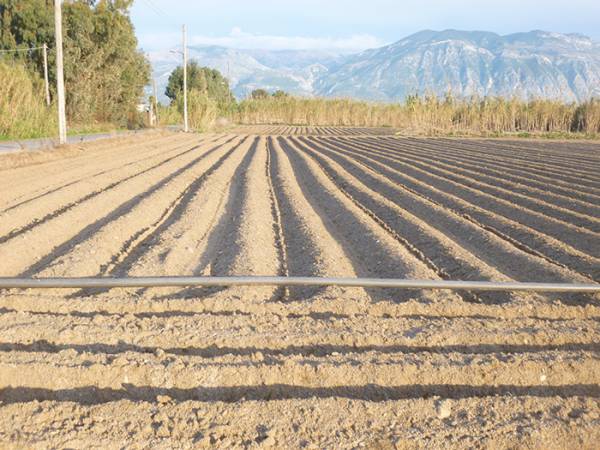Λιγότερα στρέμματα ανοιξιάτικης πατάτας σε Μεσσήνη και Μπουρνιά