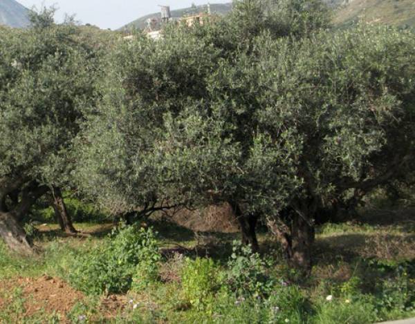 Ψεκασμοί δακοκτονίας
