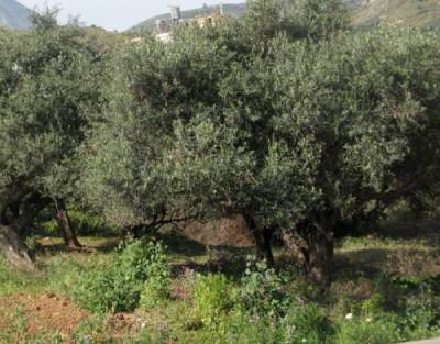 Ψεκασμοί δακοκτονίας