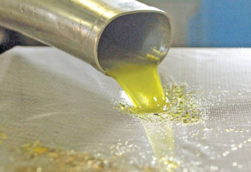 Στα 5 ευρώ ισορροπεί η τιμή του ελαιολάδου - Ενώ γλοιοσπόριο και δάκος απειλούν την ποιότητά του