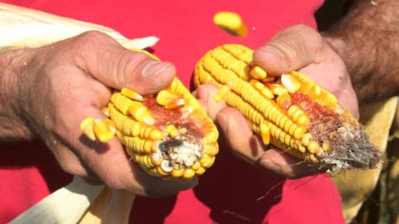 Η Ουκρανία έχει απολέσει το ένα τέταρτο των καλλιεργειών