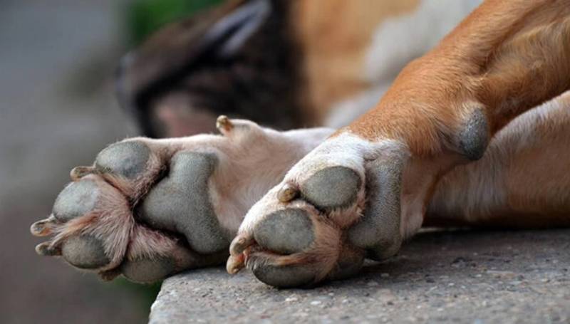 Κτηνωδία στη Λαμία: Έκαψαν σκύλο ζωντανό